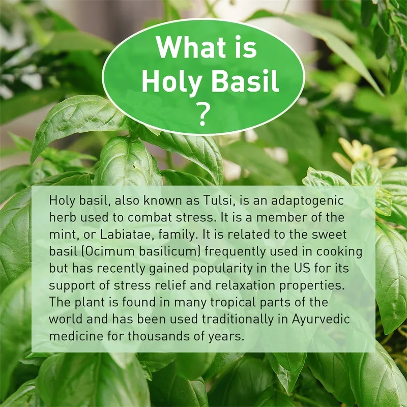 Heilige Basilikum-Kapseln – Ve – Tulsi Holy Basil Bewertung und Preis